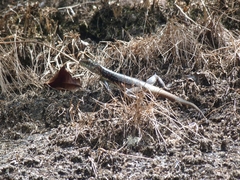 Tropidurus semitaeniatus