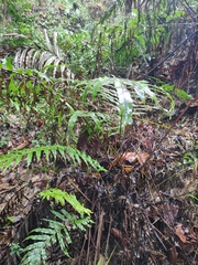 Blechnum orientale
