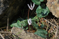 Cyclamen balearicum