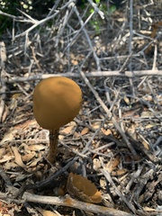 Battarrea phalloides