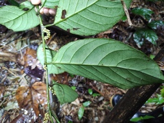 Maesa japonica