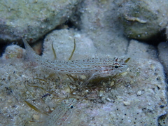 Gobius fallax