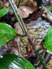 Maesa japonica
