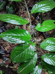 Maesa japonica