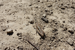 Monistria pustulifera