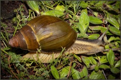 Achatina