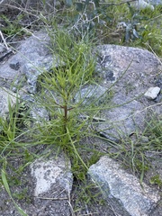 Cosmos bipinnatus