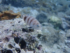 Serranus hepatus