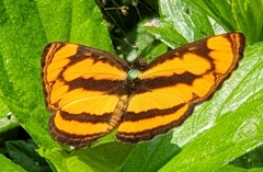 Pantoporia paraka