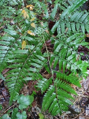 Diplazium hachijoense