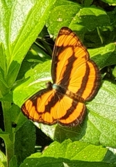 Pantoporia paraka