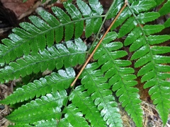 Diplazium hachijoense