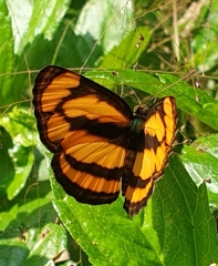 Pantoporia paraka
