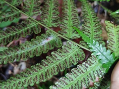 Diplazium hachijoense