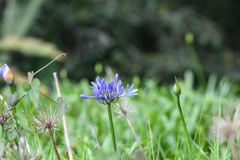Agapanthus praecox