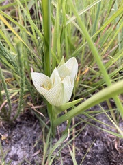 Colchicum striatum