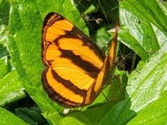 Pantoporia paraka