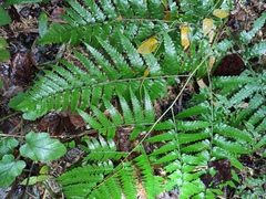 Diplazium hachijoense