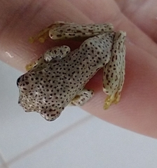 Boana pardalis