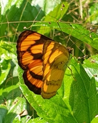 Pantoporia paraka
