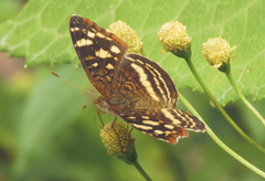 Anthanassa drusilla