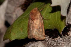 Eriopygodes imbecilla