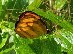 Pantoporia paraka