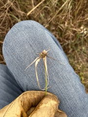 Rhynchospora colorata