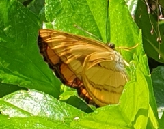 Pantoporia paraka
