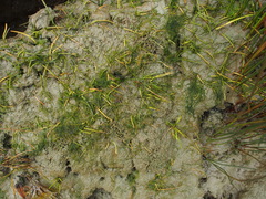 Lilaeopsis occidentalis