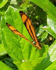 Pantoporia paraka