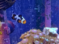Amphiprion percula