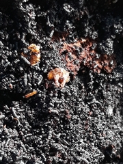 Bolitotherus cornutus