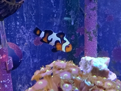Amphiprion percula