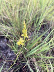 Bulbine