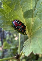 Tylospilus chilensis