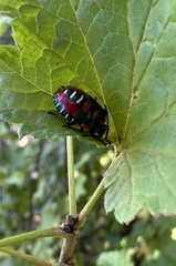 Tylospilus chilensis
