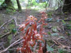 Corallorhiza maculata occidentalis
