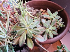 Echeveria pulvinata