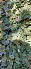 Persicaria capitata