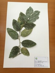 Citronella mucronata