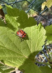 Brontocoris nigrolimbatus