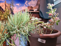 Echeveria pulvinata