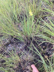 Bulbine