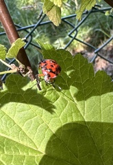 Brontocoris nigrolimbatus