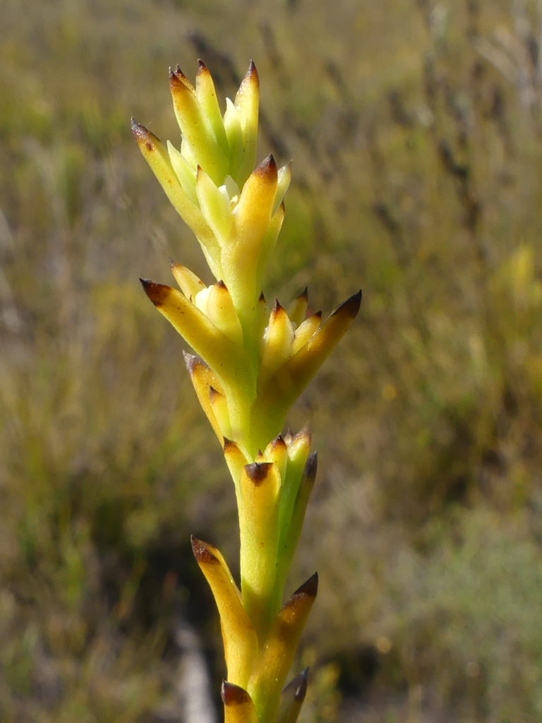 Thesium sedifolium