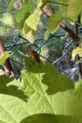 Brontocoris nigrolimbatus