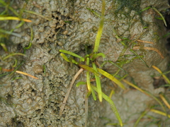 Lilaeopsis occidentalis