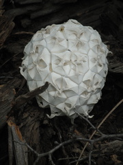 Calvatia sculpta