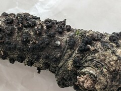 Rosellinia corticium